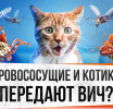 Мифы о ВИЧ